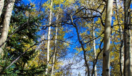 aspen in paige meadows