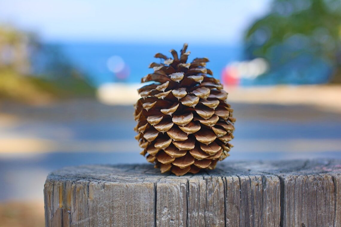 pine cone on stump