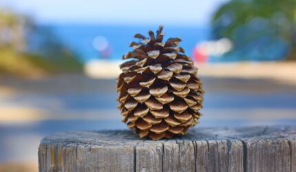 pine cone on stump